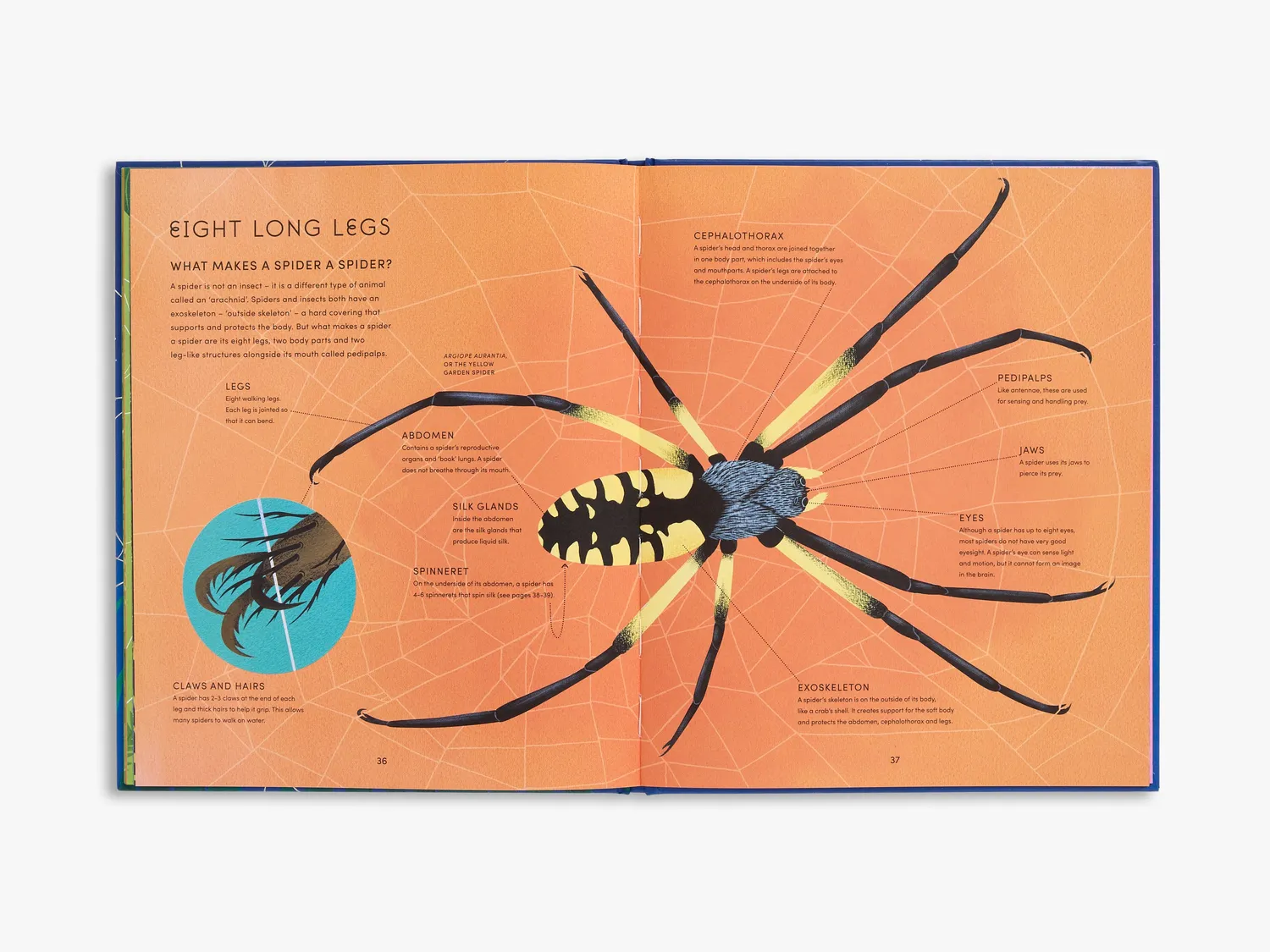 Thames & Hudson Secret World of Spider Webs fagbog edderkop