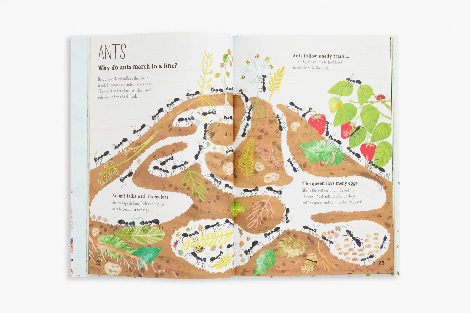 Thames & Hudson The Big Book of Bugs insektbog børn