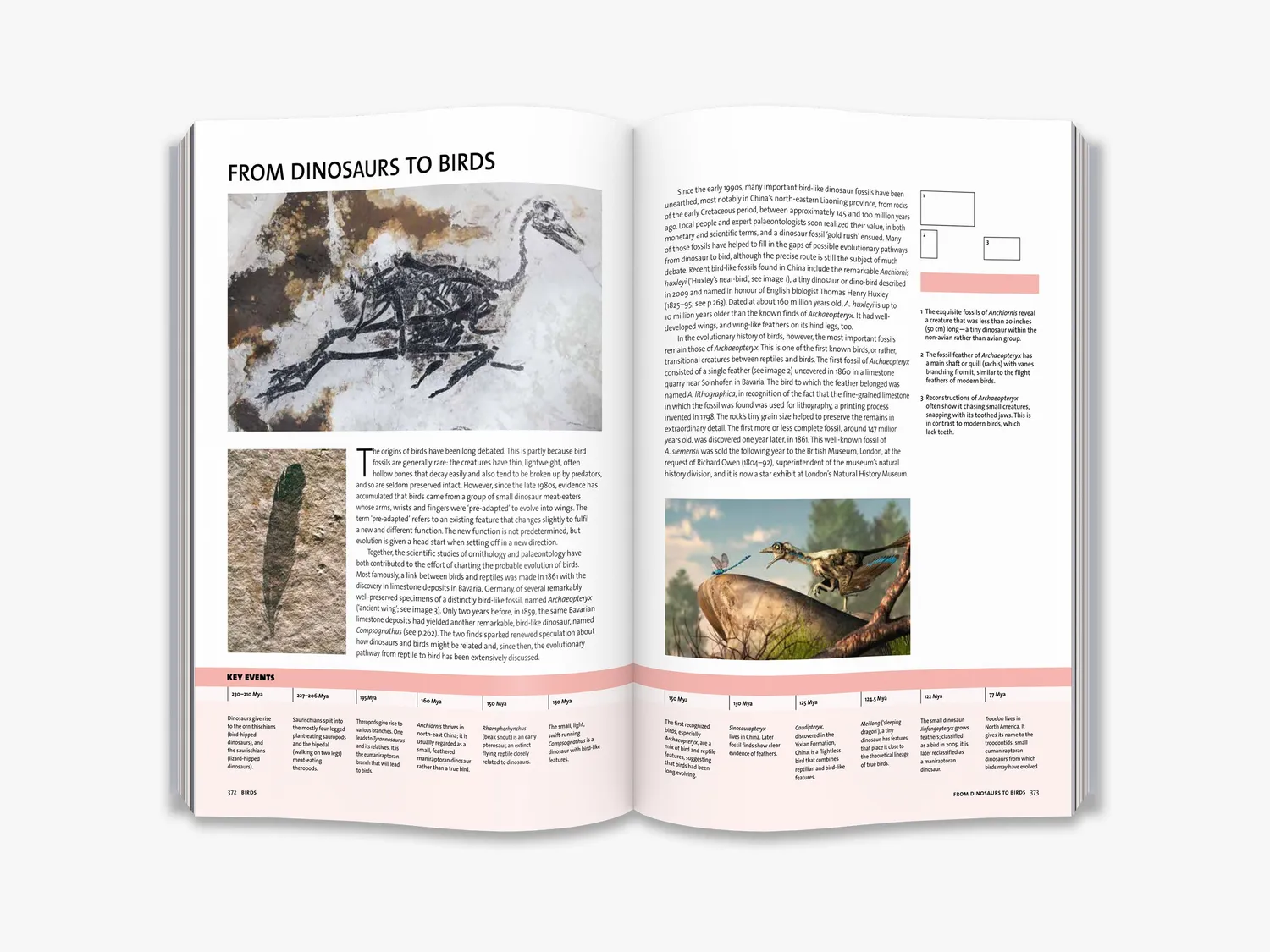 Thames & Hudson Evolution fagbog hele historien illustreret
