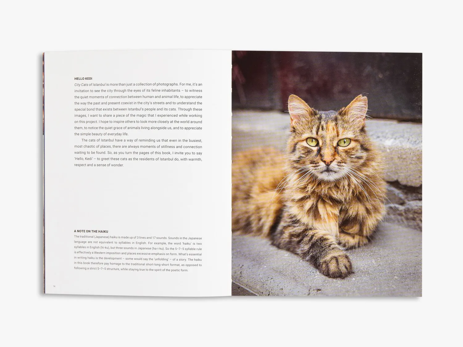 Thames & Hudson City Cats of Istanbul fotobog illustreret