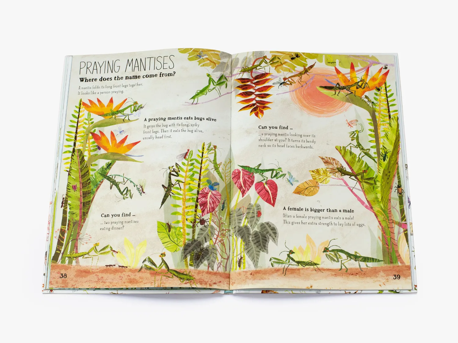 Thames & Hudson The Big Book of Bugs børnebog