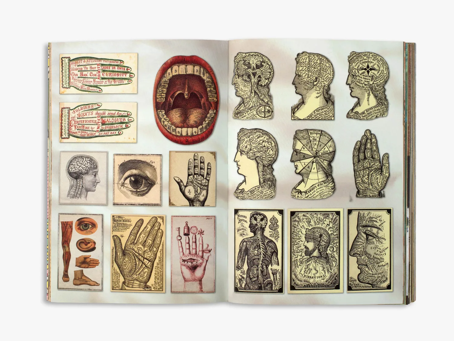 Thames & Hudson The Curious Collections stickerbog 800 stk