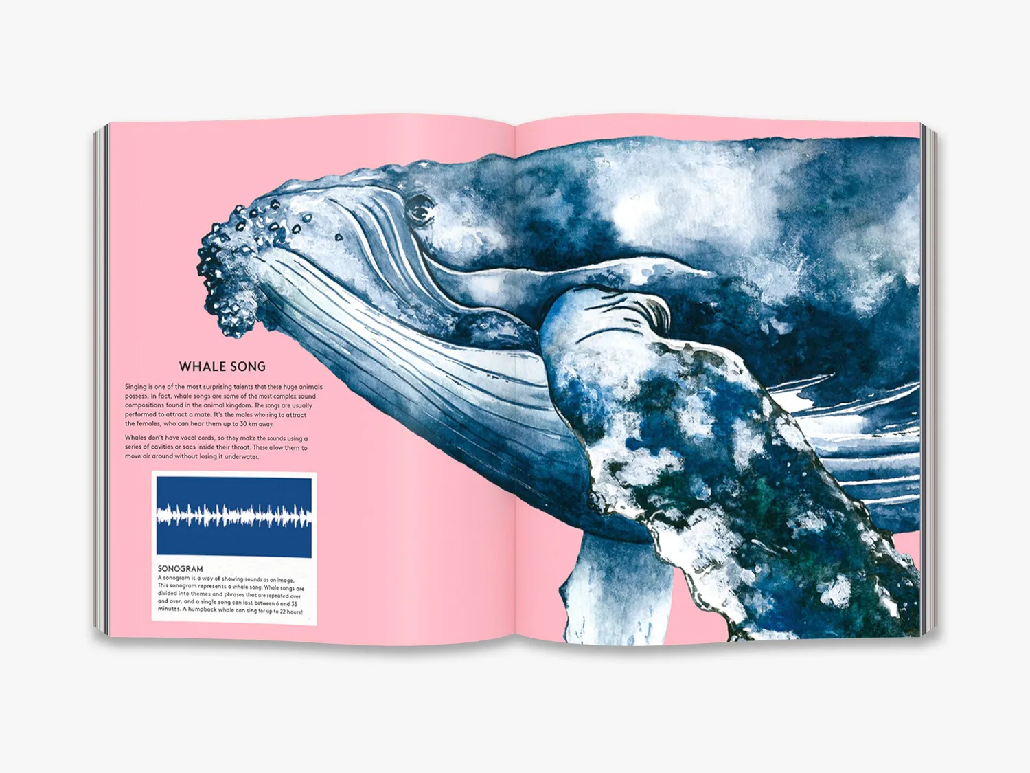 Thames & Hudson The Secret Life of Whales hvalbog