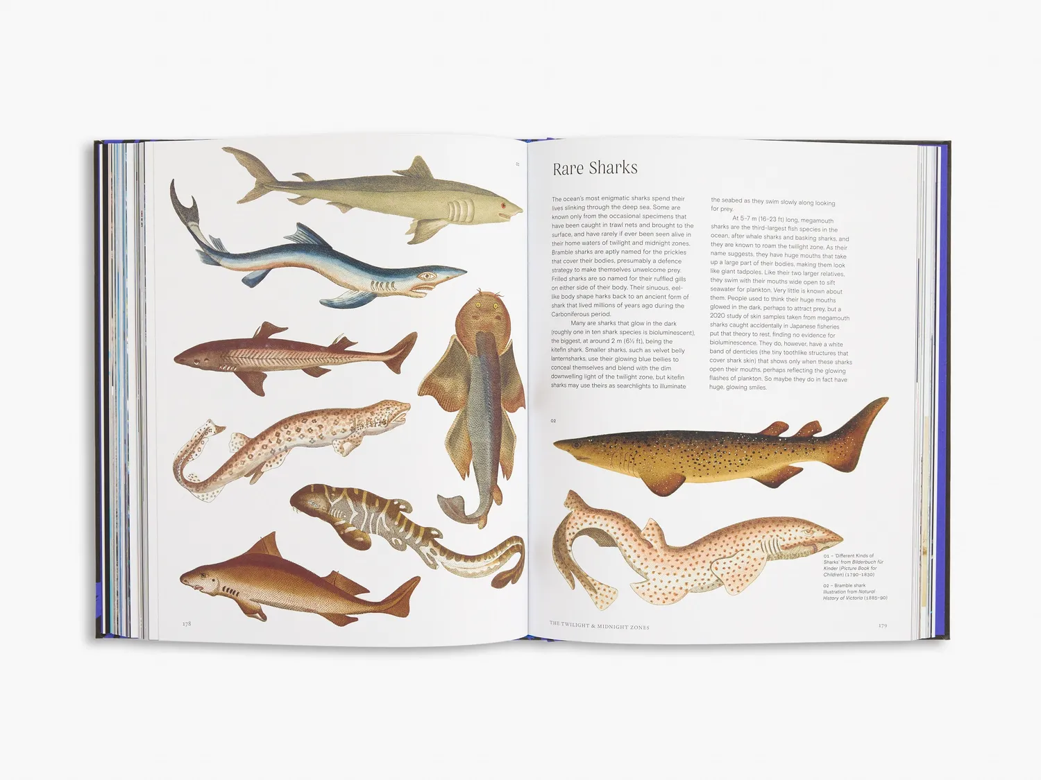 Thames & Hudson Ocean bog havets dybder illustreret