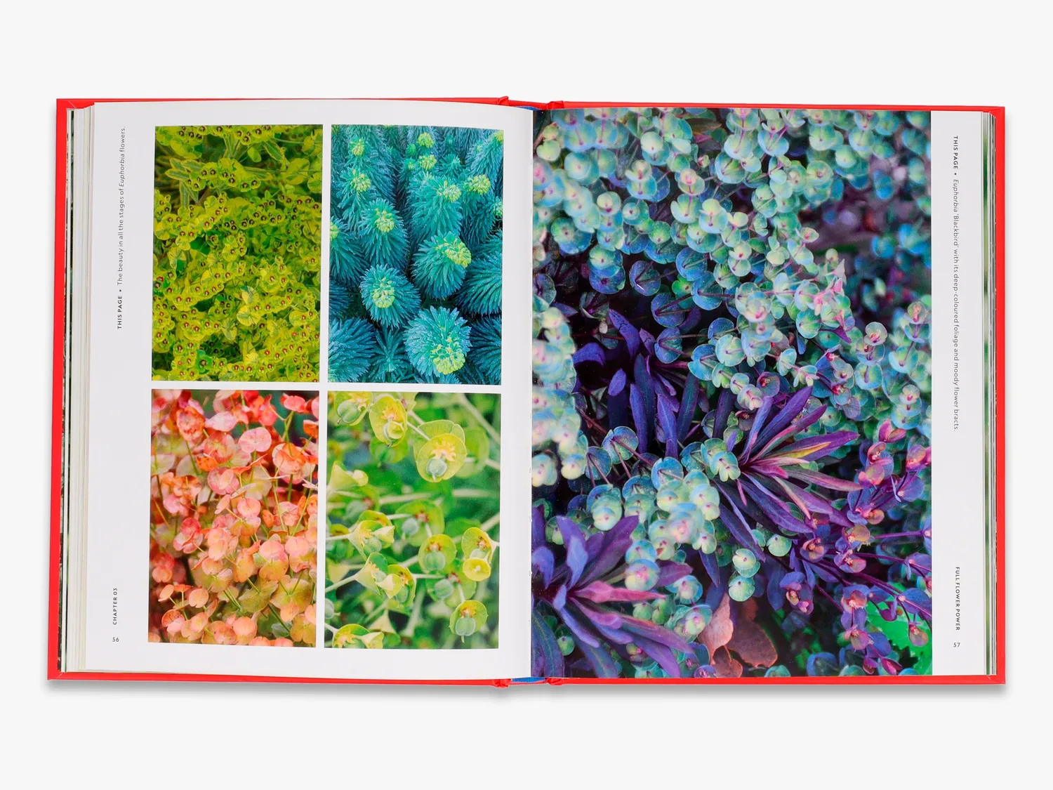 Thames & Hudson Super Bloom Handbook bog blomsterdyrkning