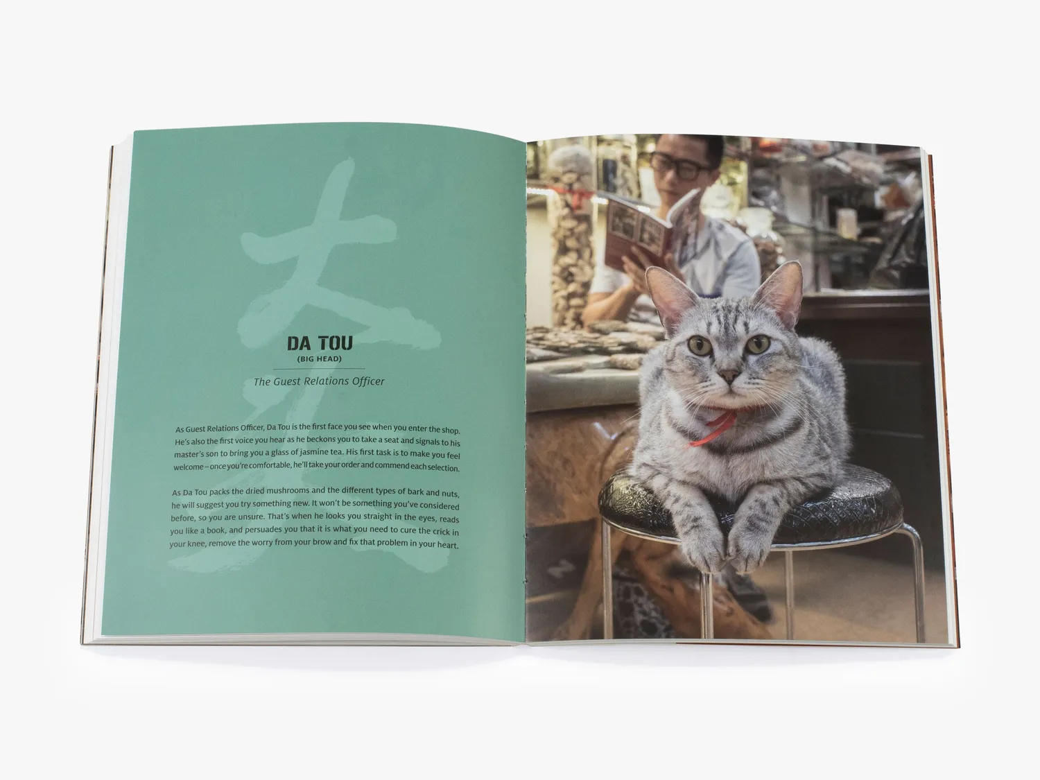 Thames & Hudson Shop Cats of China fotobog katte