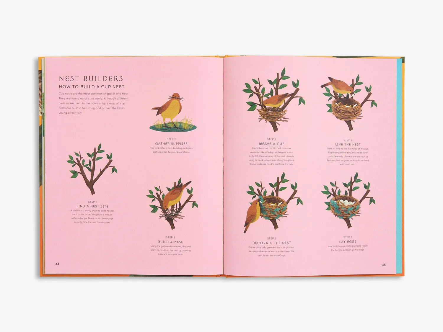Thames & Hudson Secret World Bird Nests børnebog illustreret