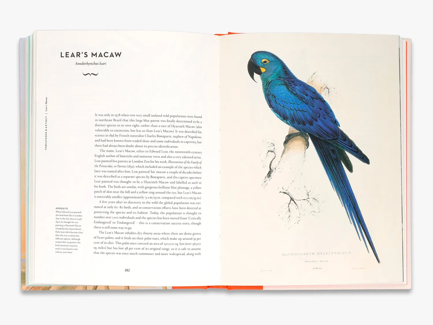Thames & Hudson Remarkable Birds bog – fugle illustreret