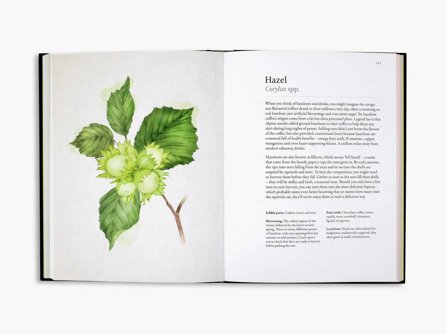 Thames & Hudson A Forager's Guide to Wild Drinks kogebog