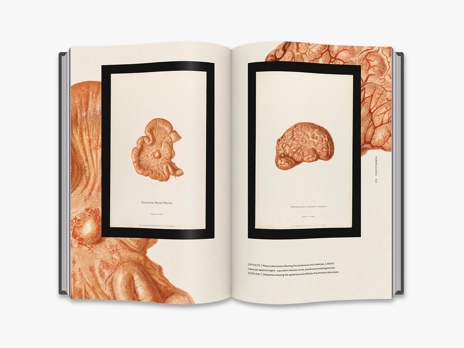 Thames & Hudson The Sick Rose bog medicinhistorie