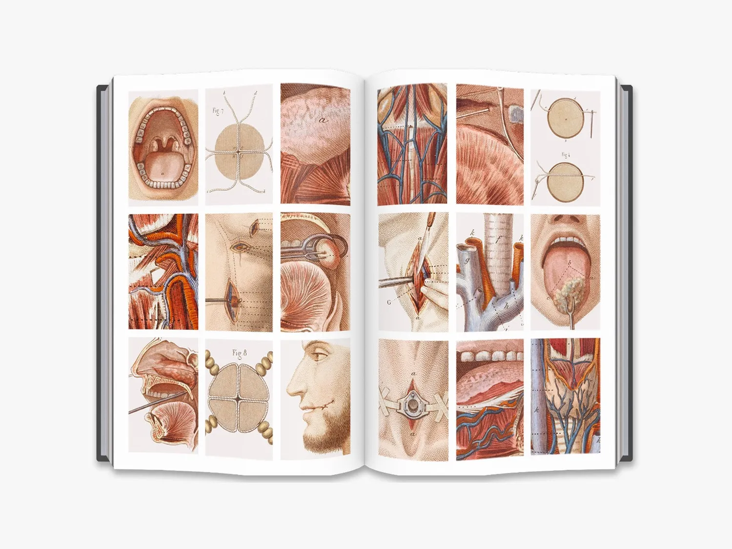 Thames & Hudson Crucial Interventions bog anatomi