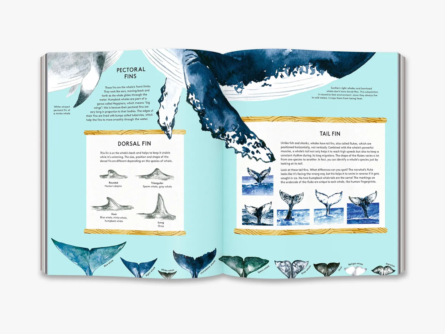 Thames & Hudson The Secret Life of Whales hvalbog
