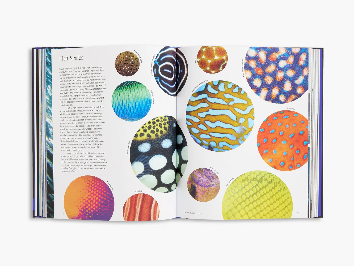 Thames & Hudson Ocean bog havets dybder illustreret