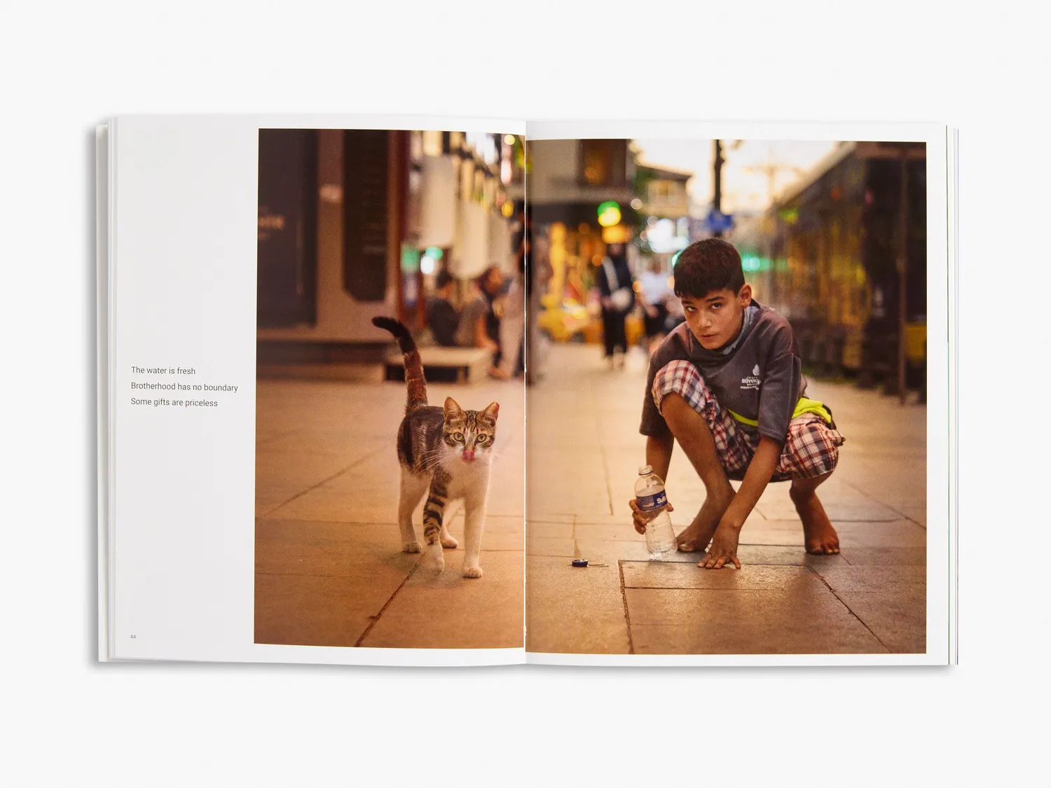 Thames & Hudson City Cats of Istanbul fotobog illustreret