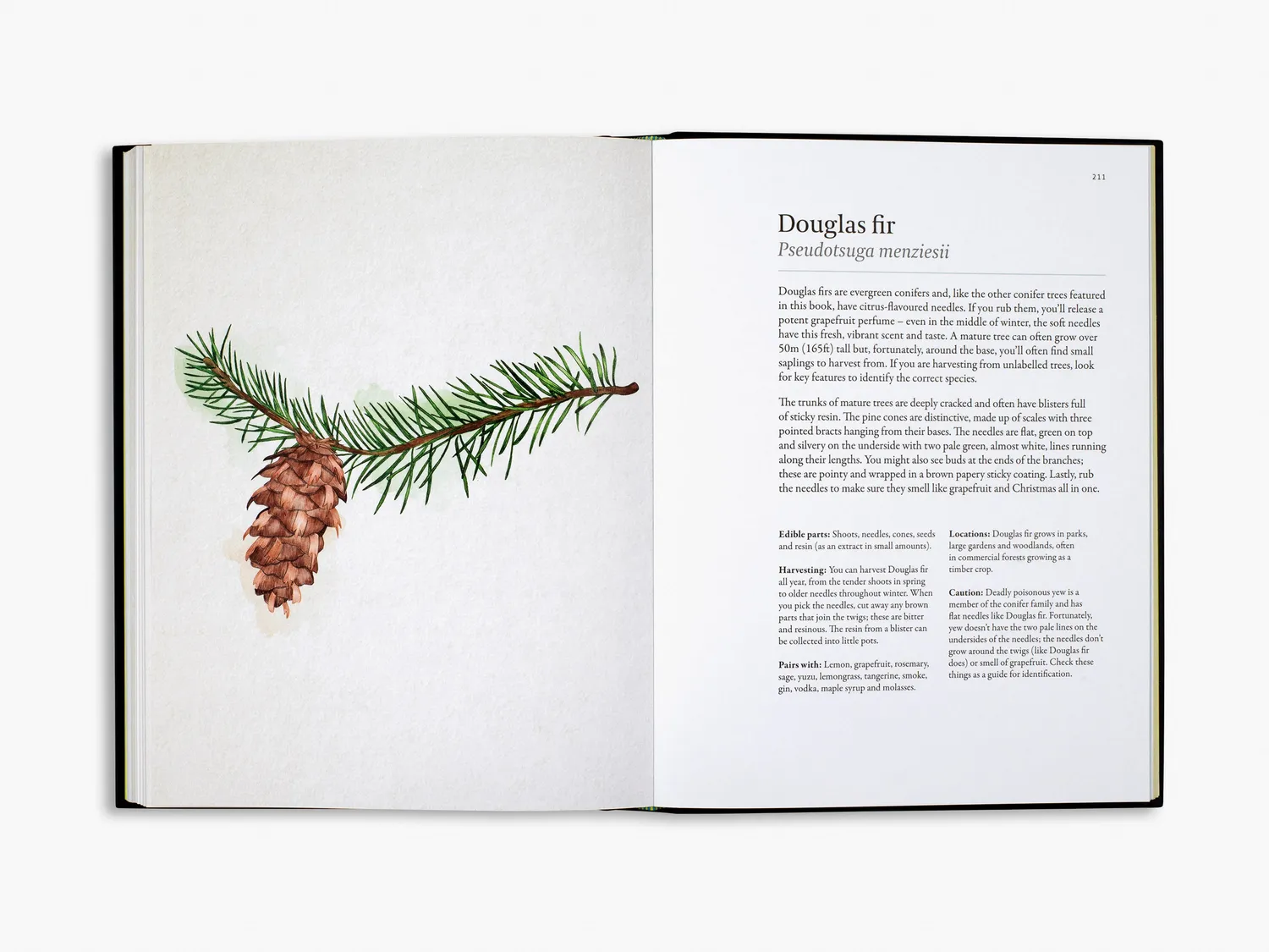 Thames & Hudson A Forager's Guide to Wild Drinks kogebog