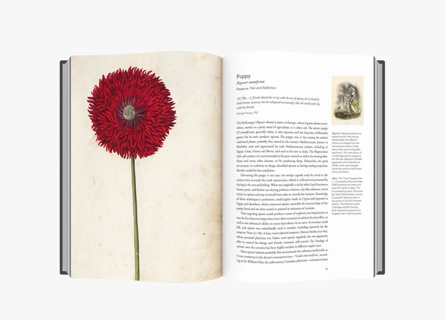 Thames & Hudson Remarkable Plants That Shape Our World bog