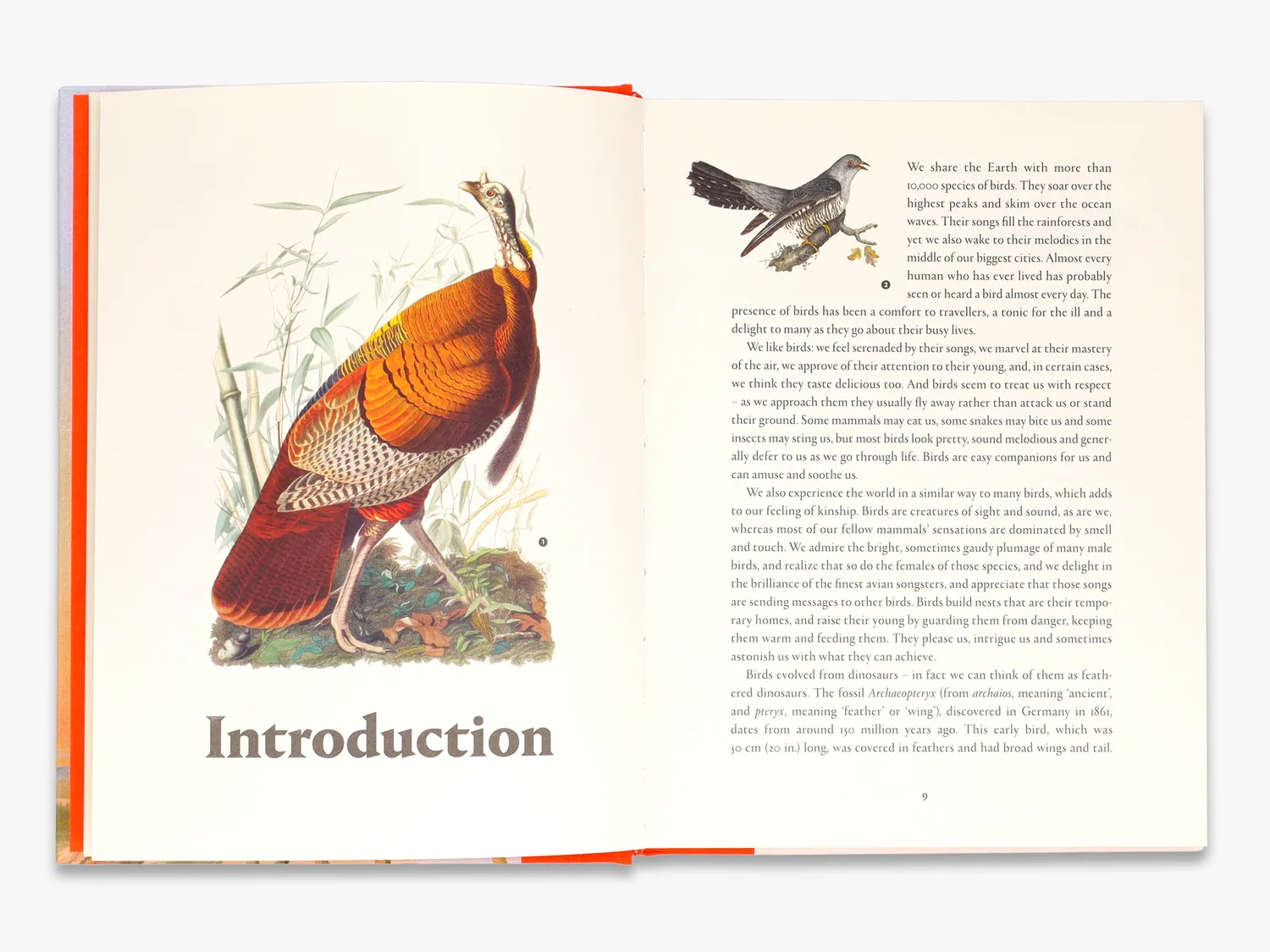 Thames & Hudson Remarkable Birds bog – fugle illustreret