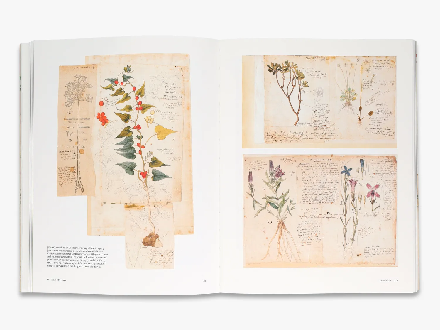 Thames & Hudson Botanical Sketchbooks fagbog illustreret