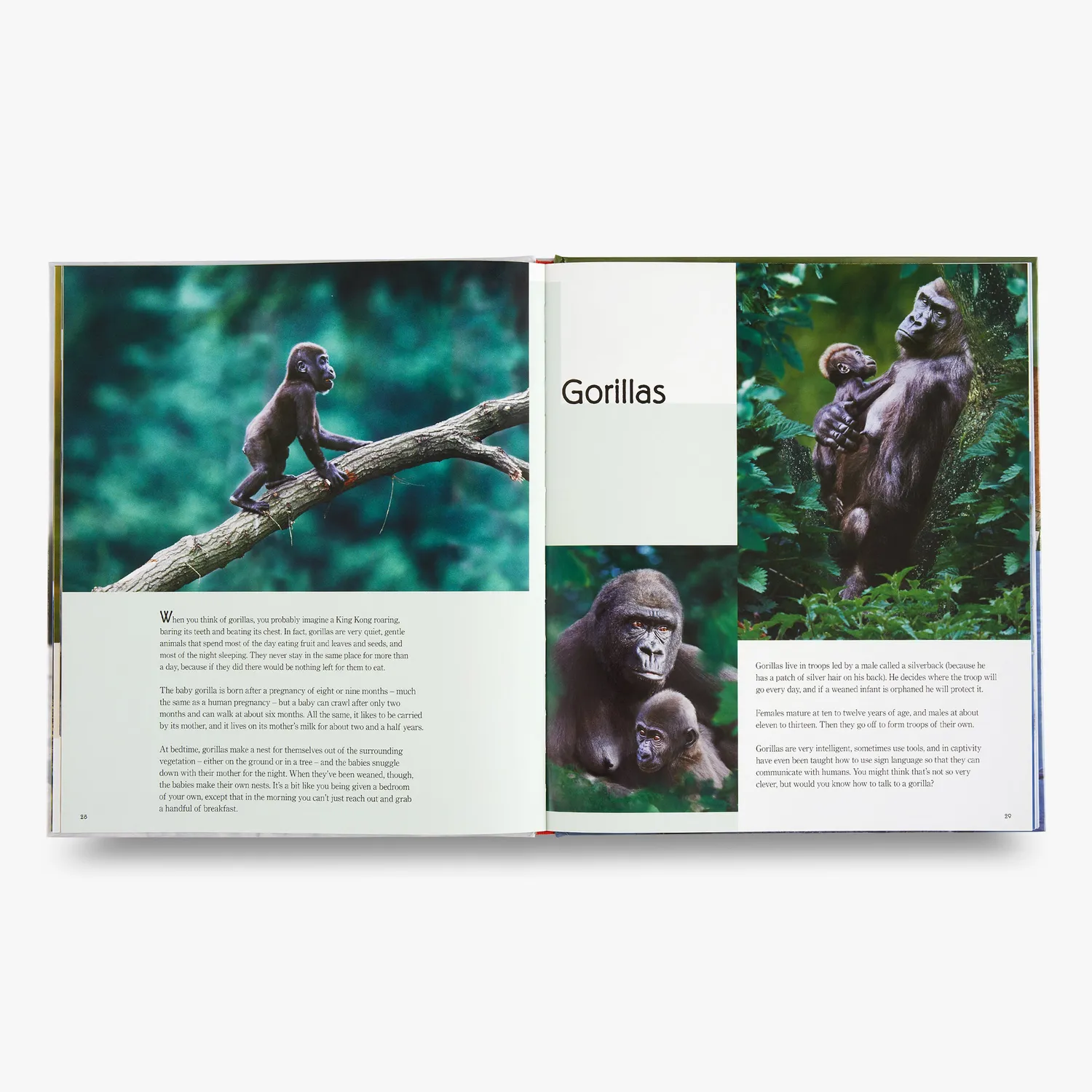 Thames & Hudson My Favourite Animal Families børnebog om dyreunger