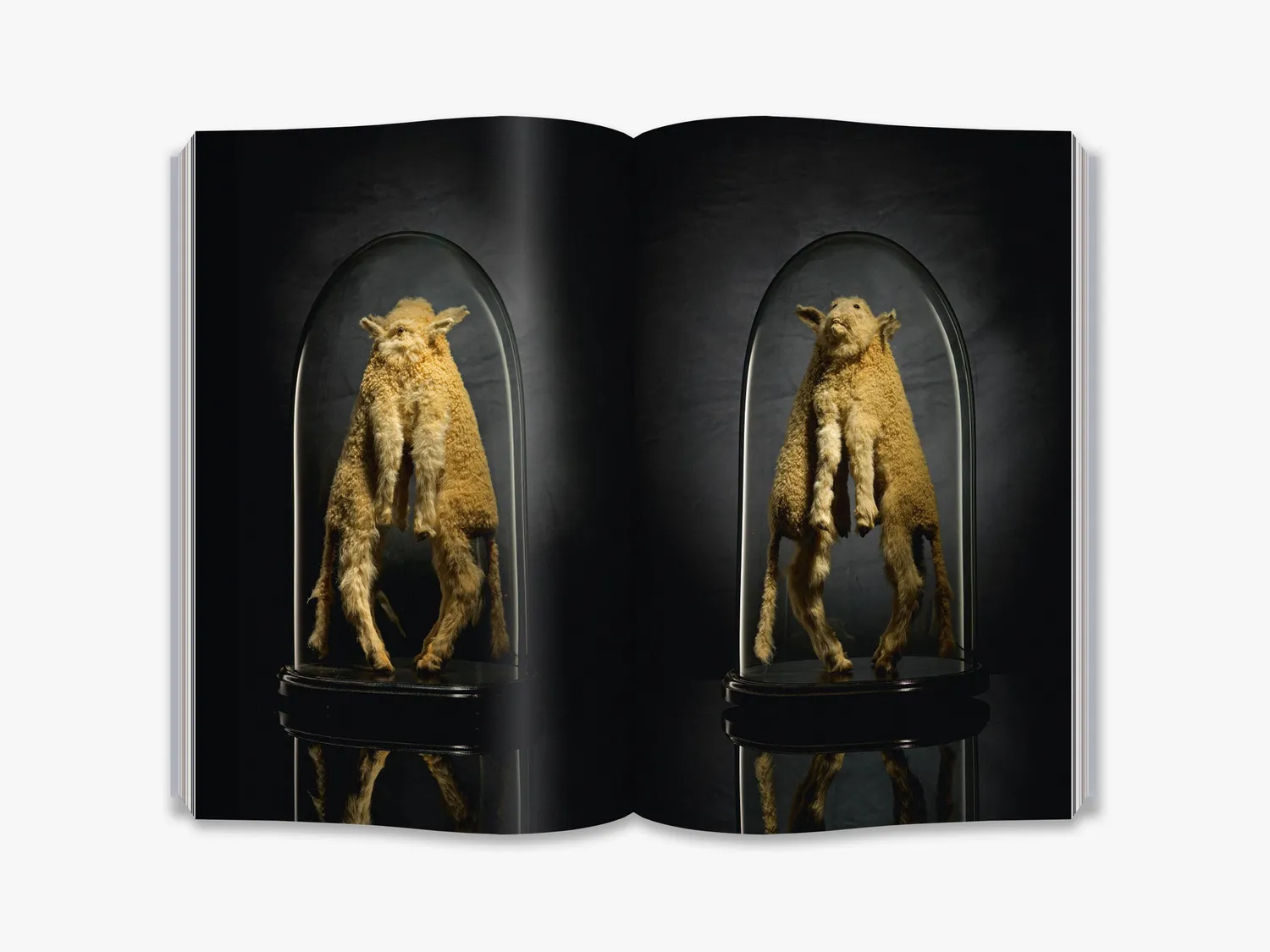 Thames & Hudson Taxidermy fagbog illustreret dyr