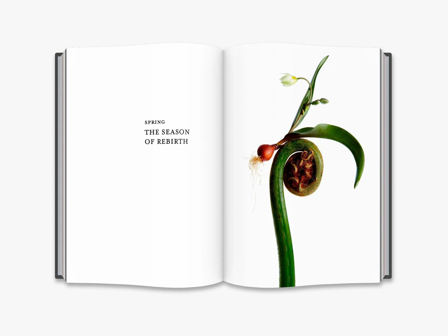 Thames & Hudson Flora Magnifica fotobog – blomster i årstider