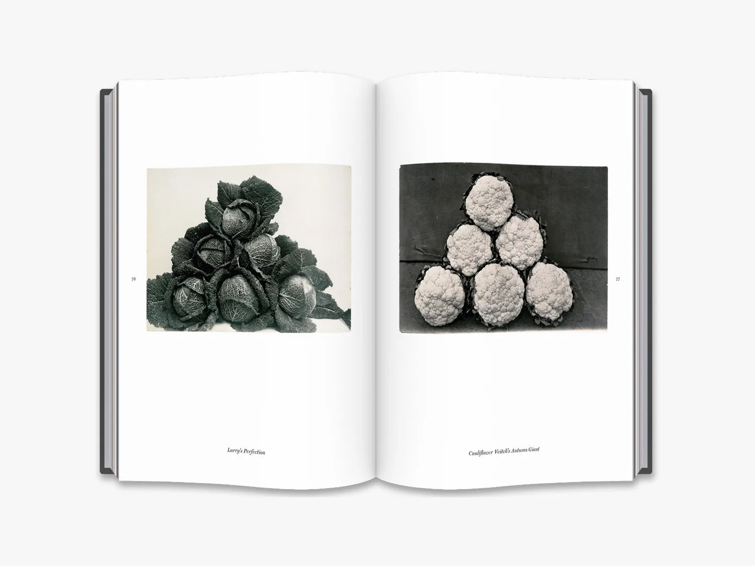 Thames & Hudson Charles Jones fotobog planter
