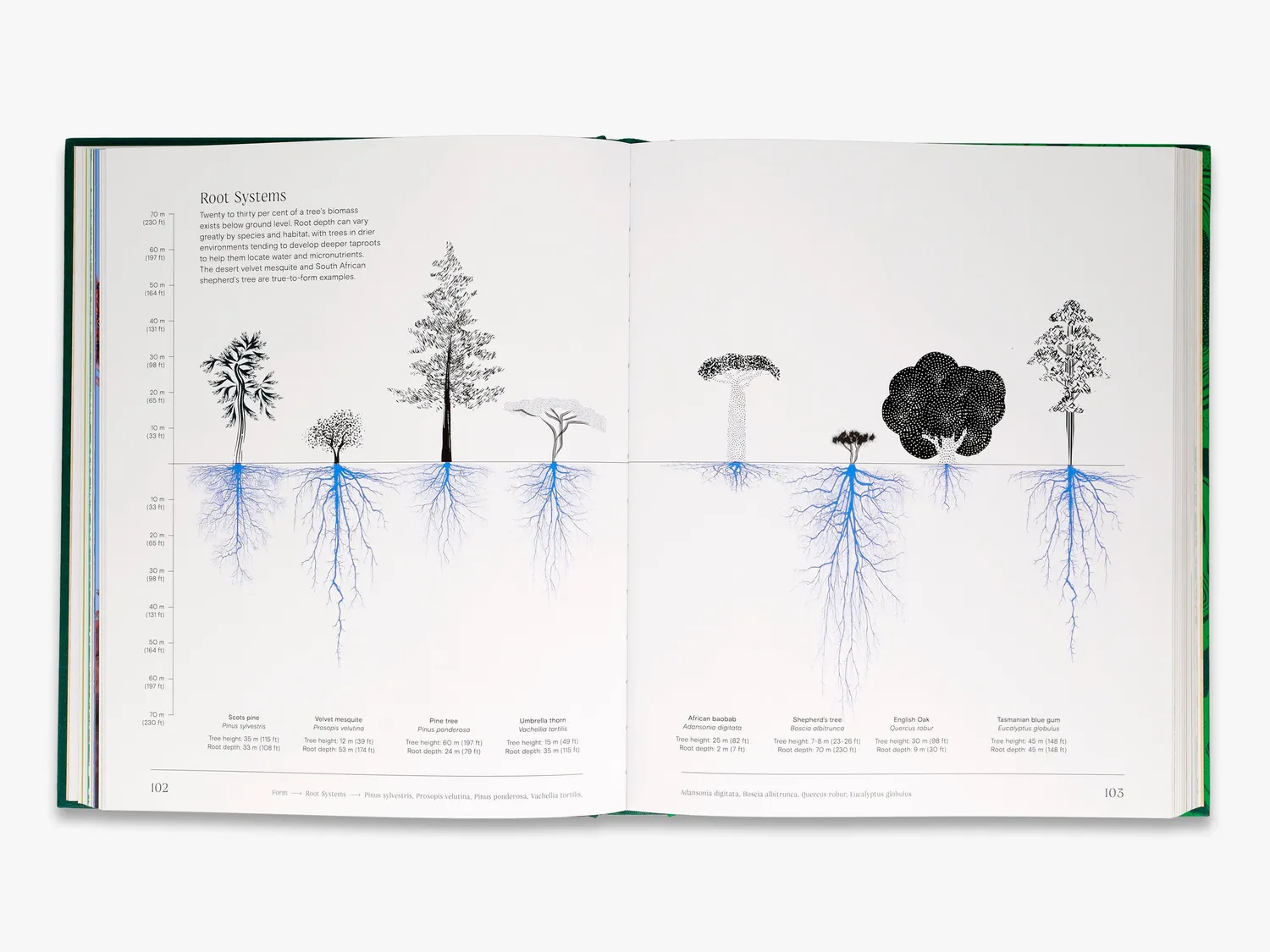 Thames & Hudson Trees From Root to Leaf naturbog