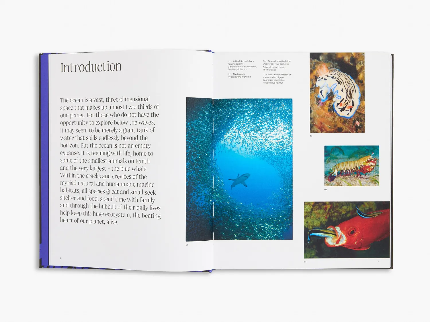 Thames & Hudson Ocean bog havets dybder illustreret