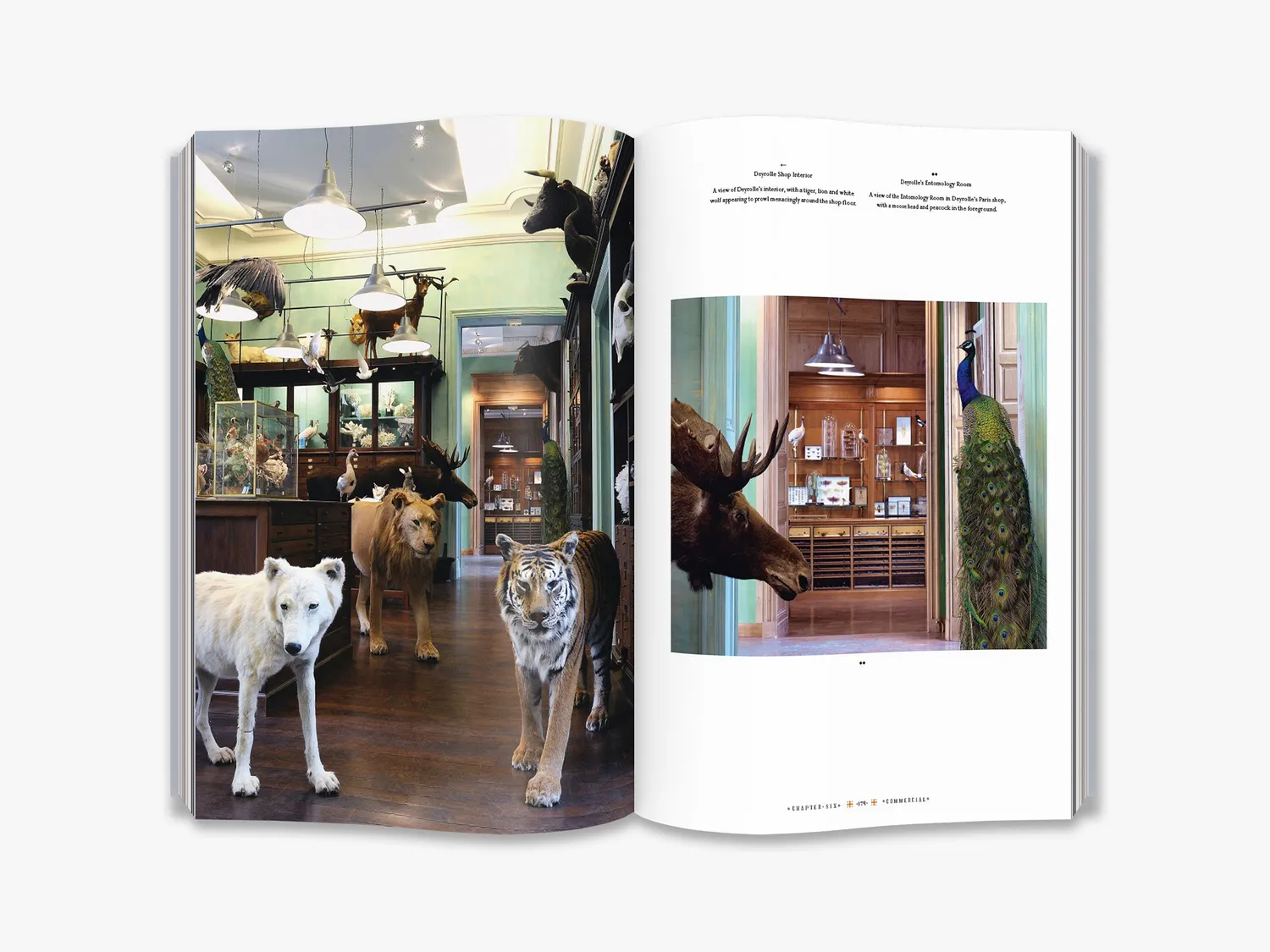 Thames & Hudson Taxidermy fagbog illustreret dyr
