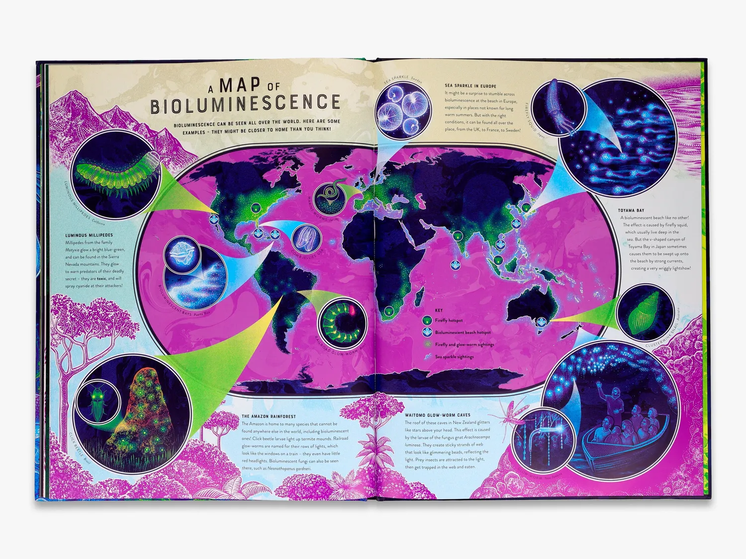 Thames & Hudson Wild Wonders Glow børnebog bioluminescens
