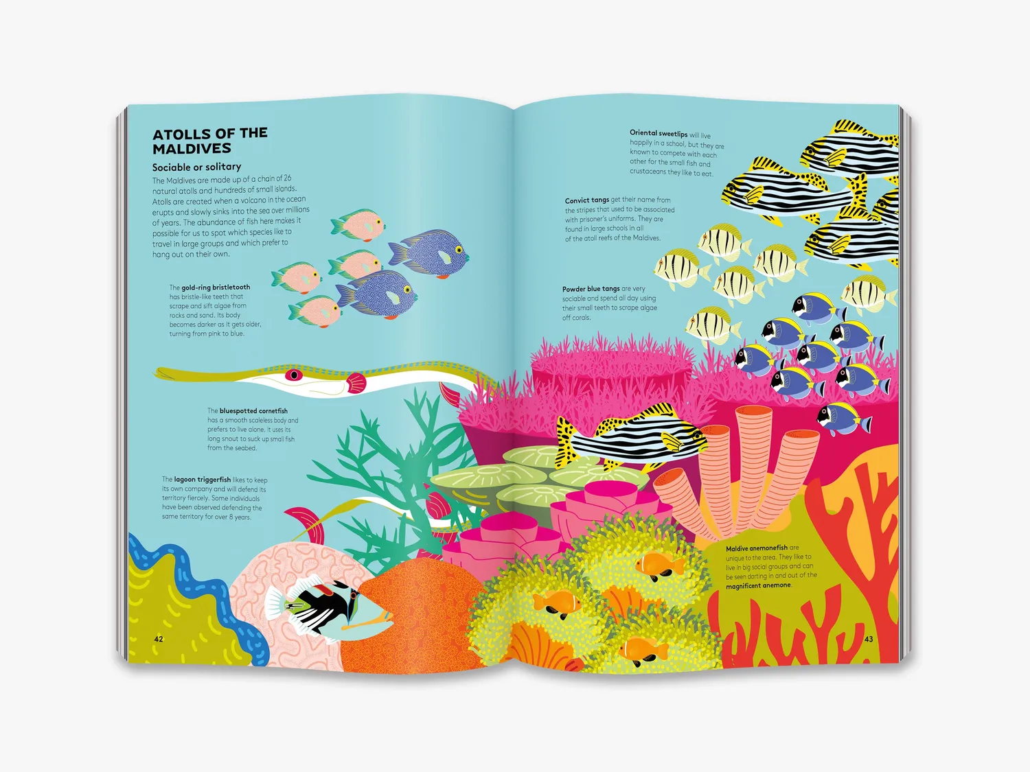 Thames & Hudson Dart and Dive across the Reef børnebog koraller