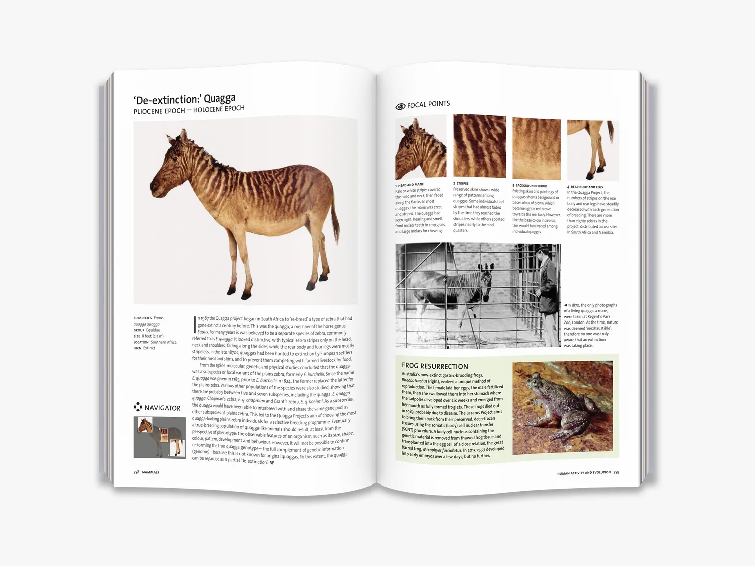 Thames & Hudson Evolution fagbog hele historien illustreret