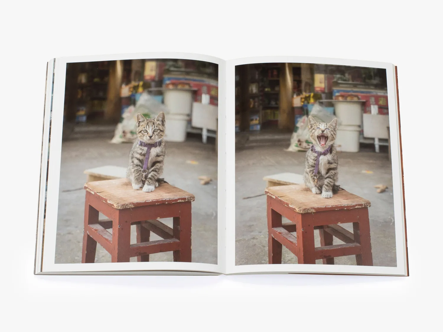 Thames & Hudson Shop Cats of China fotobog katte