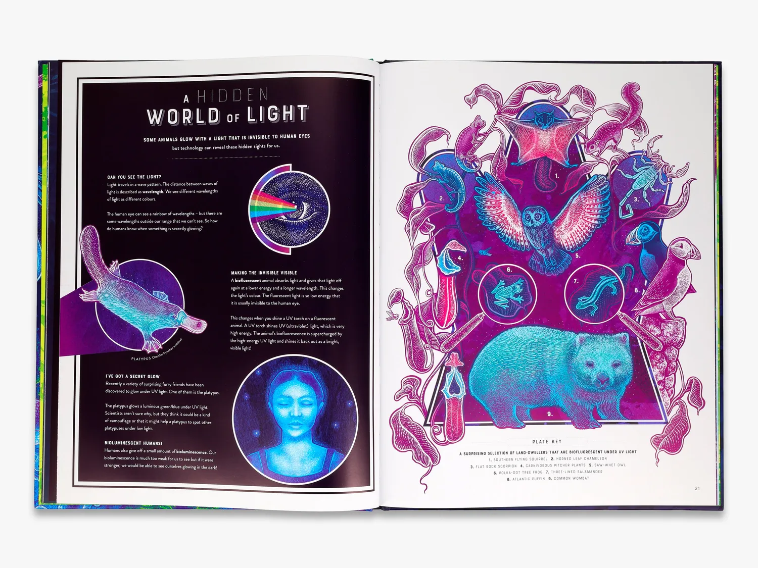Thames & Hudson Wild Wonders Glow børnebog bioluminescens