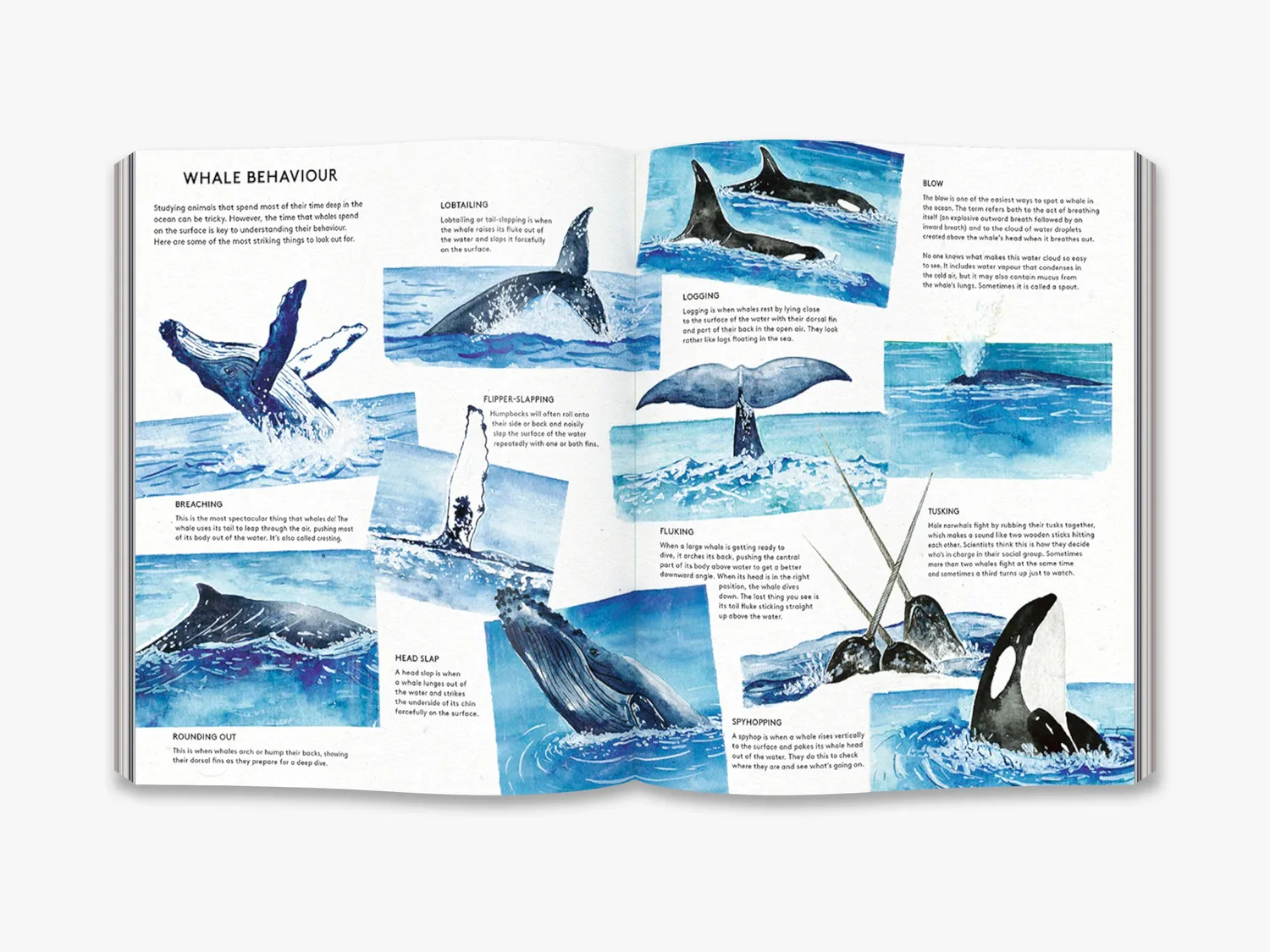 Thames & Hudson The Secret Life of Whales hvalbog