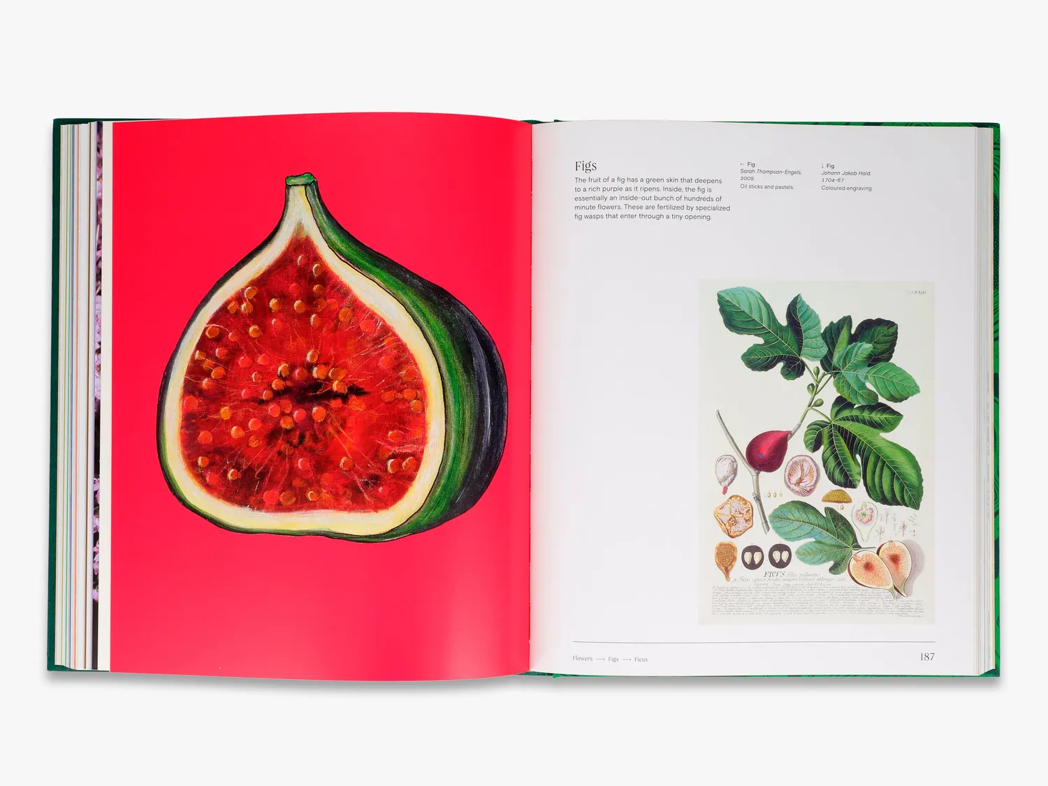 Thames & Hudson Trees From Root to Leaf naturbog