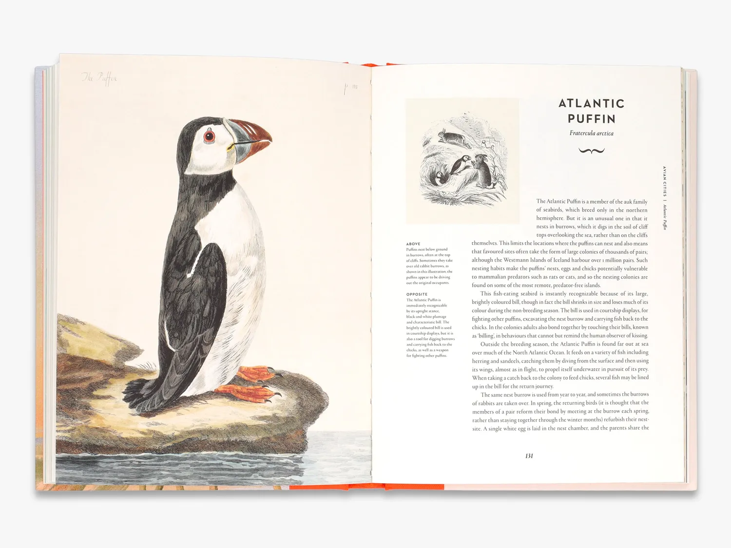 Thames & Hudson Remarkable Birds bog – fugle illustreret