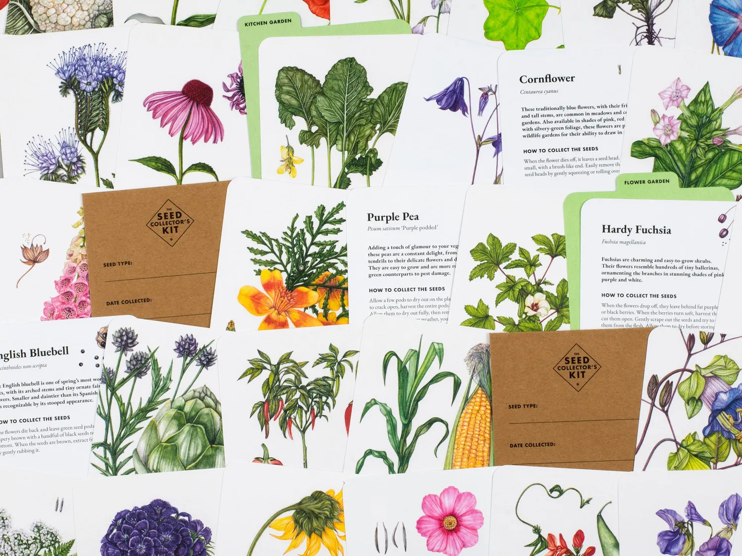Thames & Hudson The Seed Collector's Kit bog kortsæt illustreret