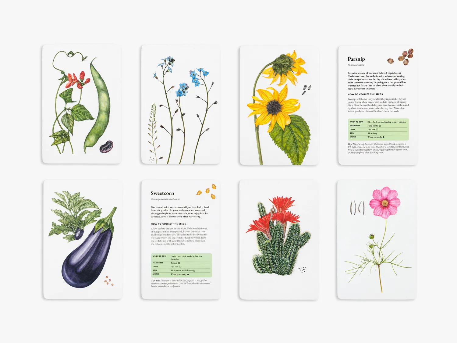 Thames & Hudson The Seed Collector's Kit bog kortsæt illustreret