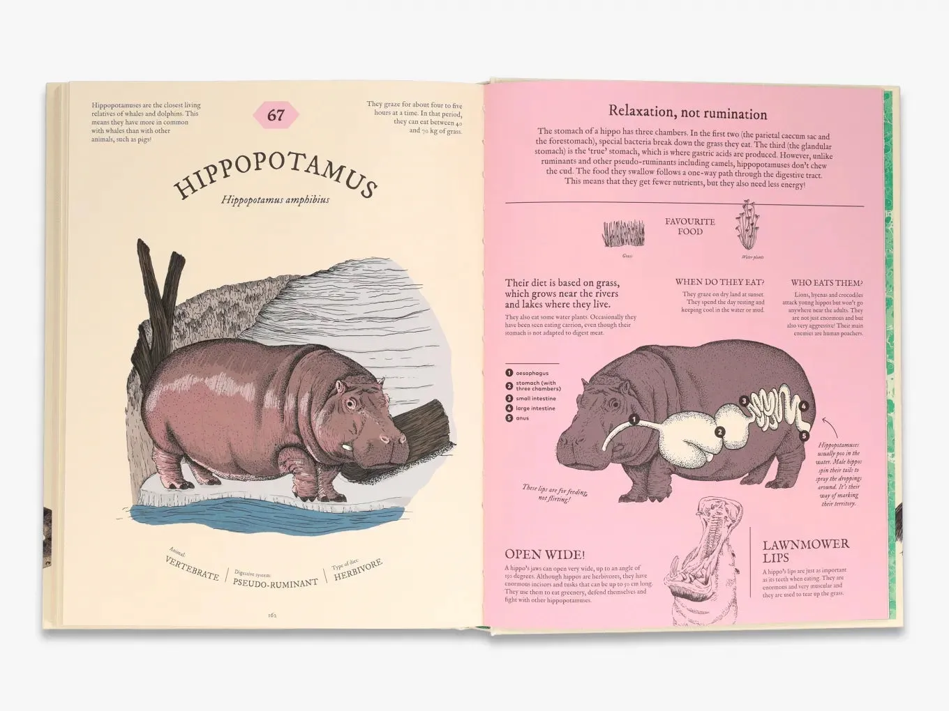 Thames & Hudson Eatopedia Aina Bestard børnebog fordøjelse