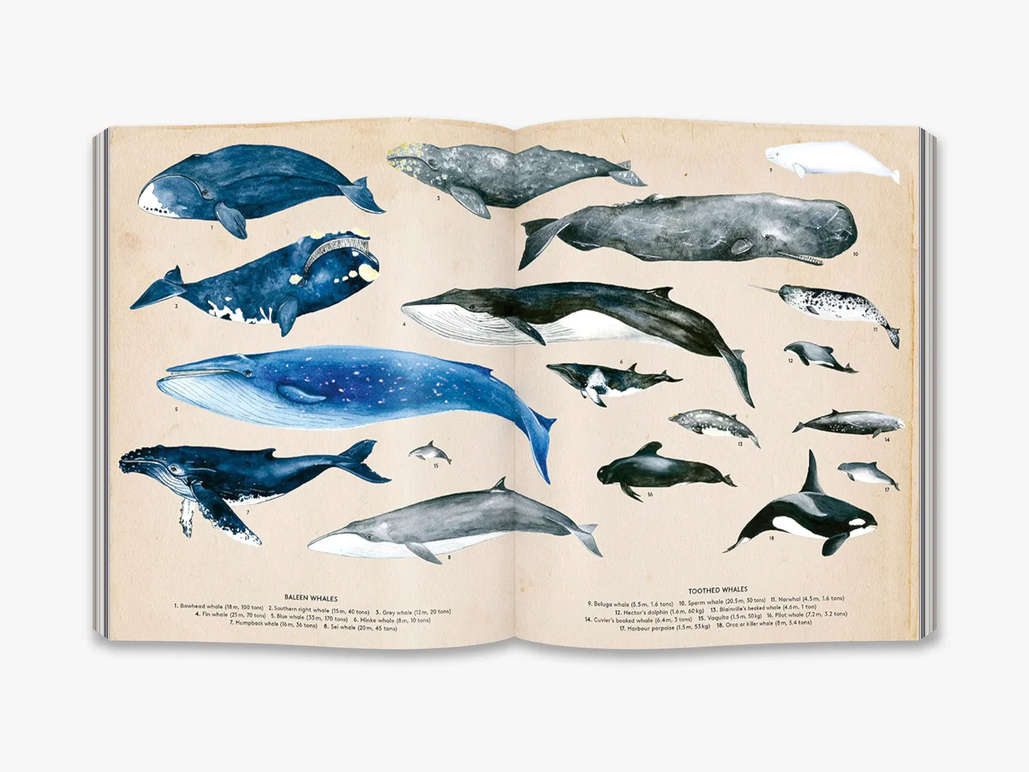 Thames & Hudson The Secret Life of Whales hvalbog