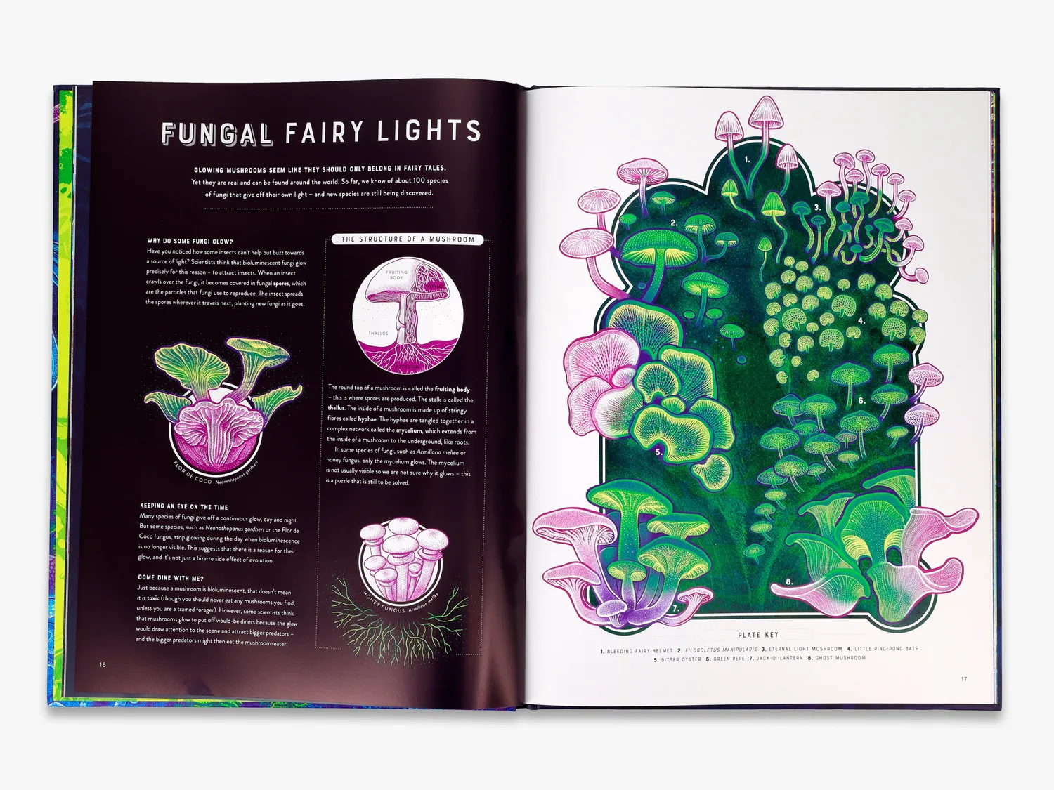 Thames & Hudson Wild Wonders Glow børnebog bioluminescens