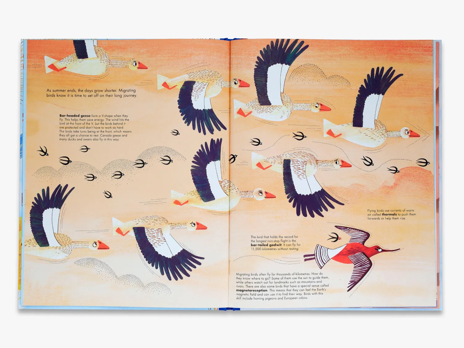 Thames & Hudson 1001 Birds børnebog fugle