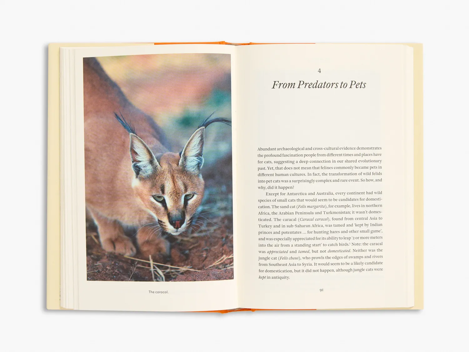 Thames & Hudson Cat Tales fagbog om katte