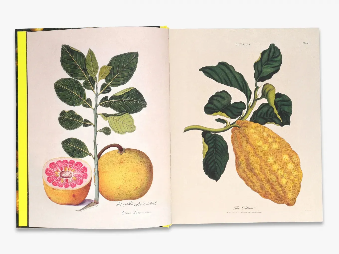 Thames & Hudson Citrus kulturhistorie om citrusfrugter illustreret