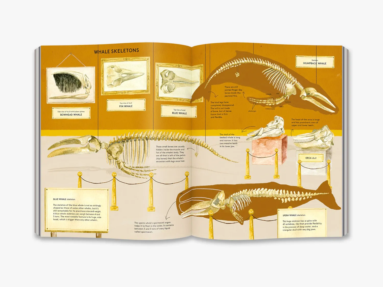 Thames & Hudson The Secret Life of Whales hvalbog