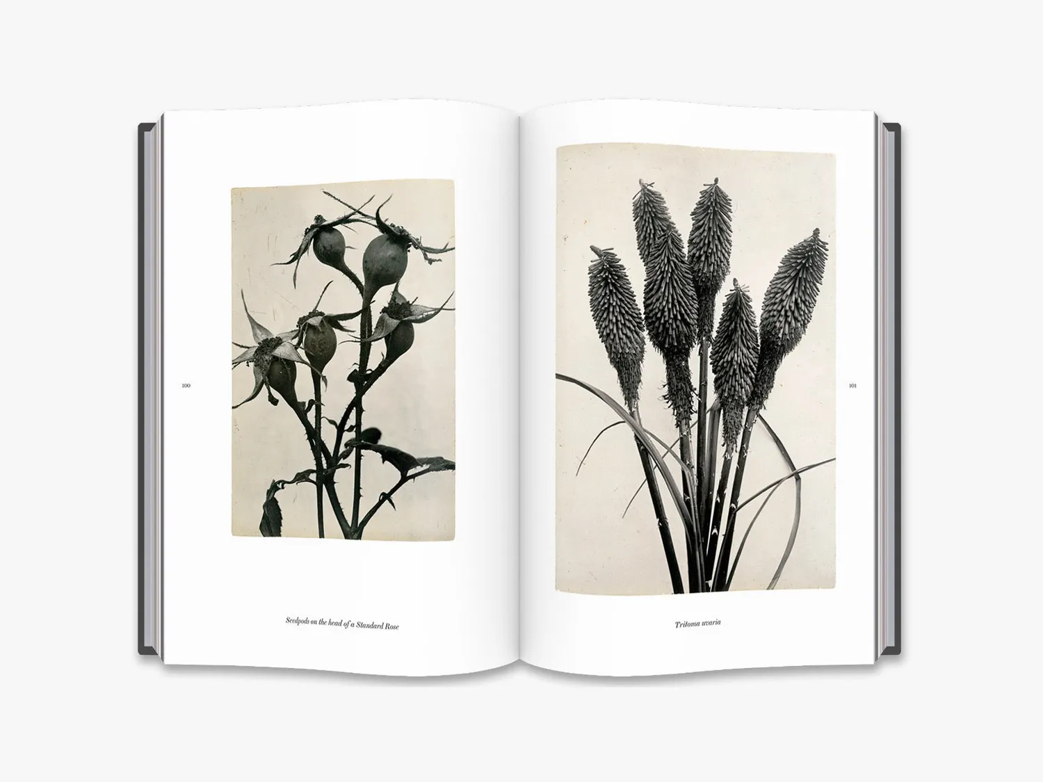 Thames & Hudson Charles Jones fotobog planter