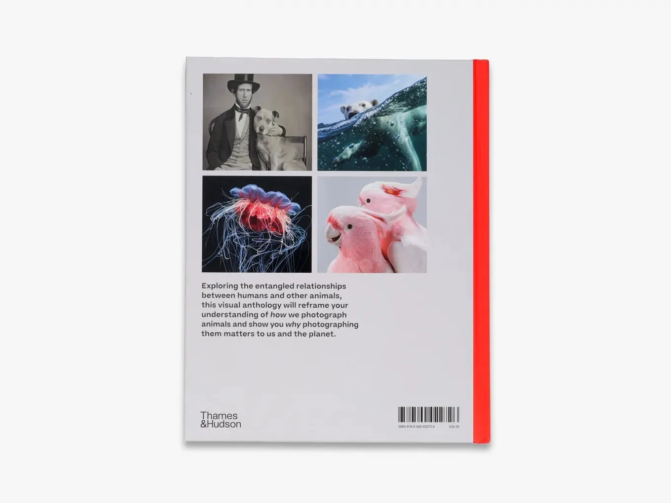 Thames & Hudson Why We Photograph Animals fotobog