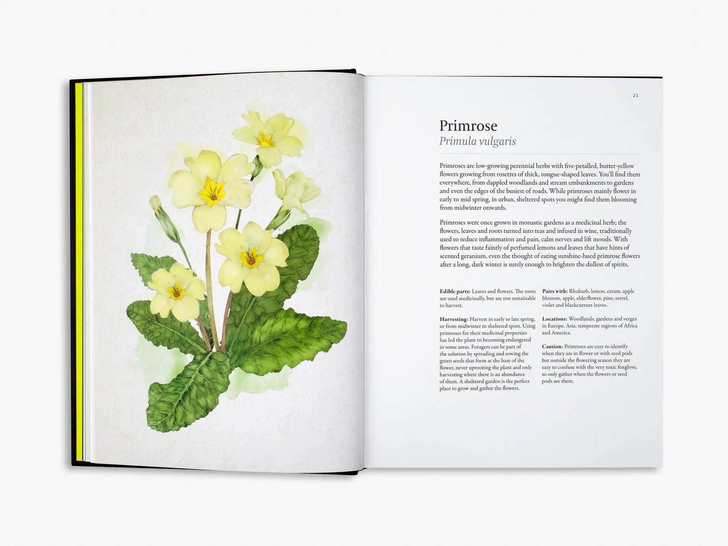 Thames & Hudson A Forager's Guide to Wild Drinks kogebog