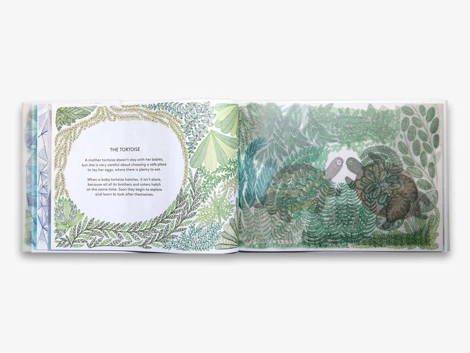 Thames & Hudson Amazing Animal Babies børnebog illustreret